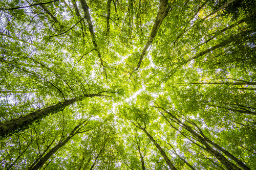 JCT600 CUPRA Teams Up with Ecologi for Sustainability