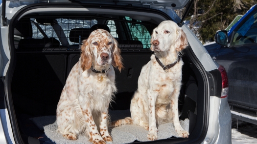 How to Drive Safely with Your Pet in the Car