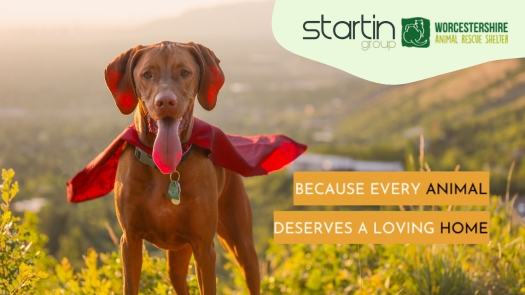 Startin Group Joins Forces with Worcester Animal Rescue Shelter in a Paw-some Partnership