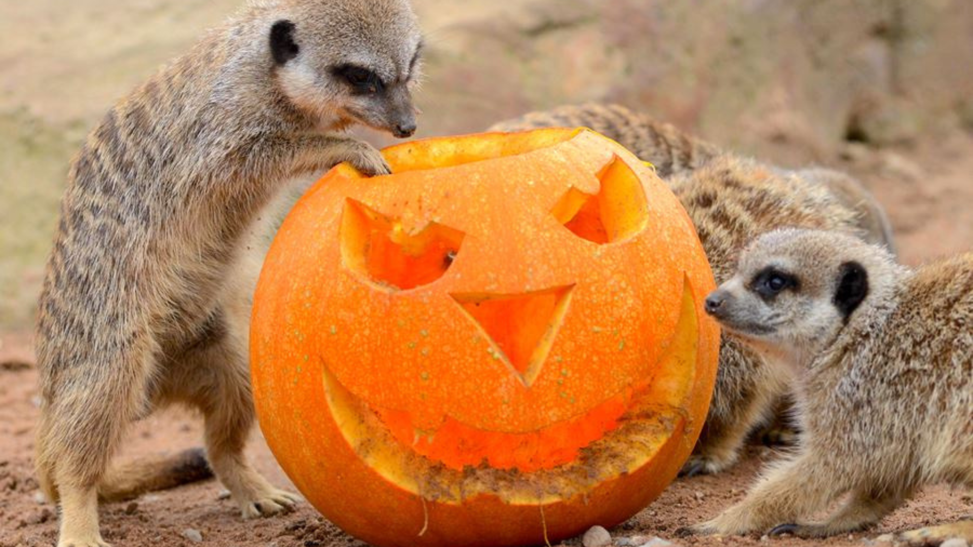 Halloween at Yorkshire Wildlife Park