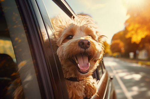 The 10 Best Cars for Dog Owners to Buy in 2025