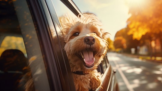 The 10 Best Cars for Dog Owners to Buy in 2025