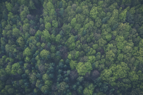 JCT600 VWCV Partners with Ecologi for a Greener Future