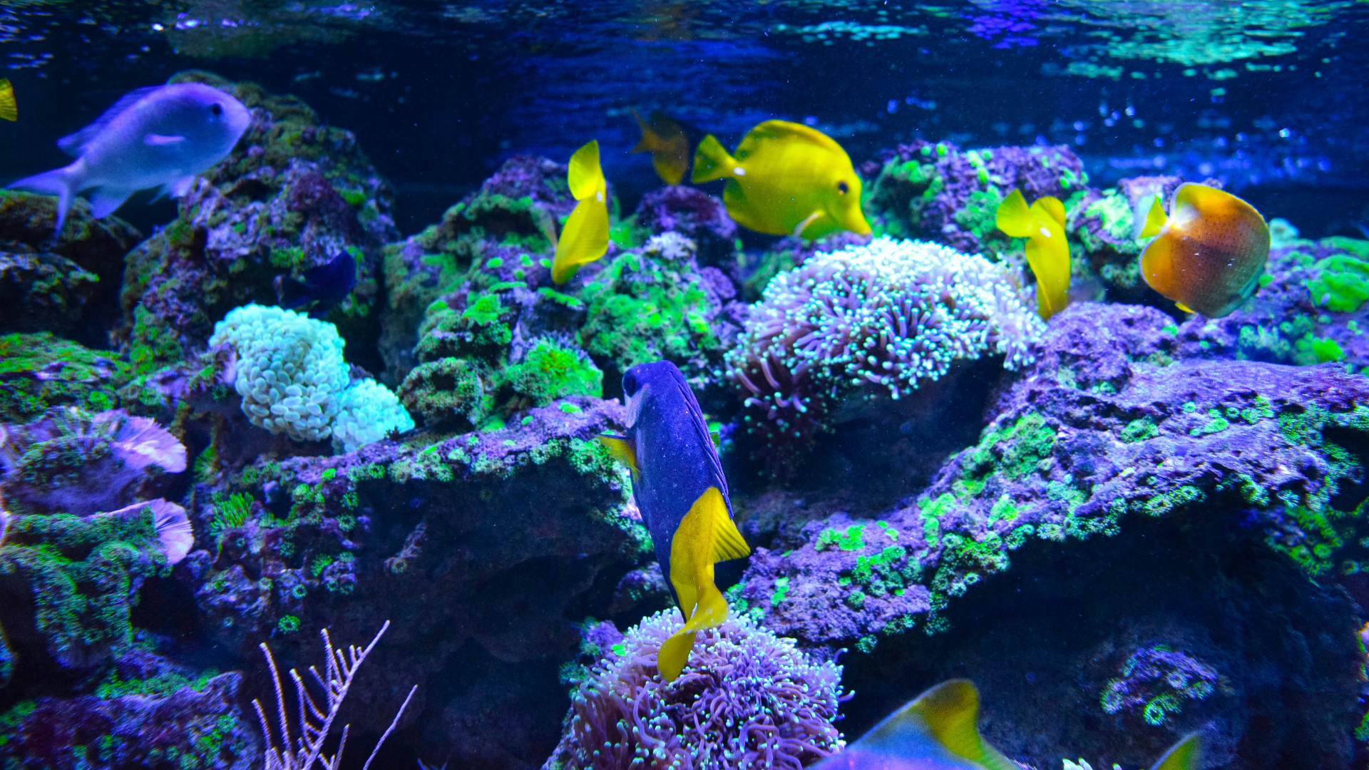 Aquarium