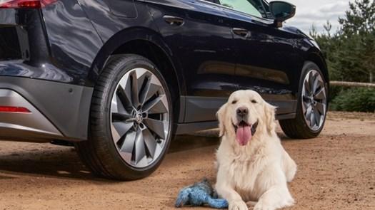 Skoda Driving With Dogs - official partner of Crufts 2023