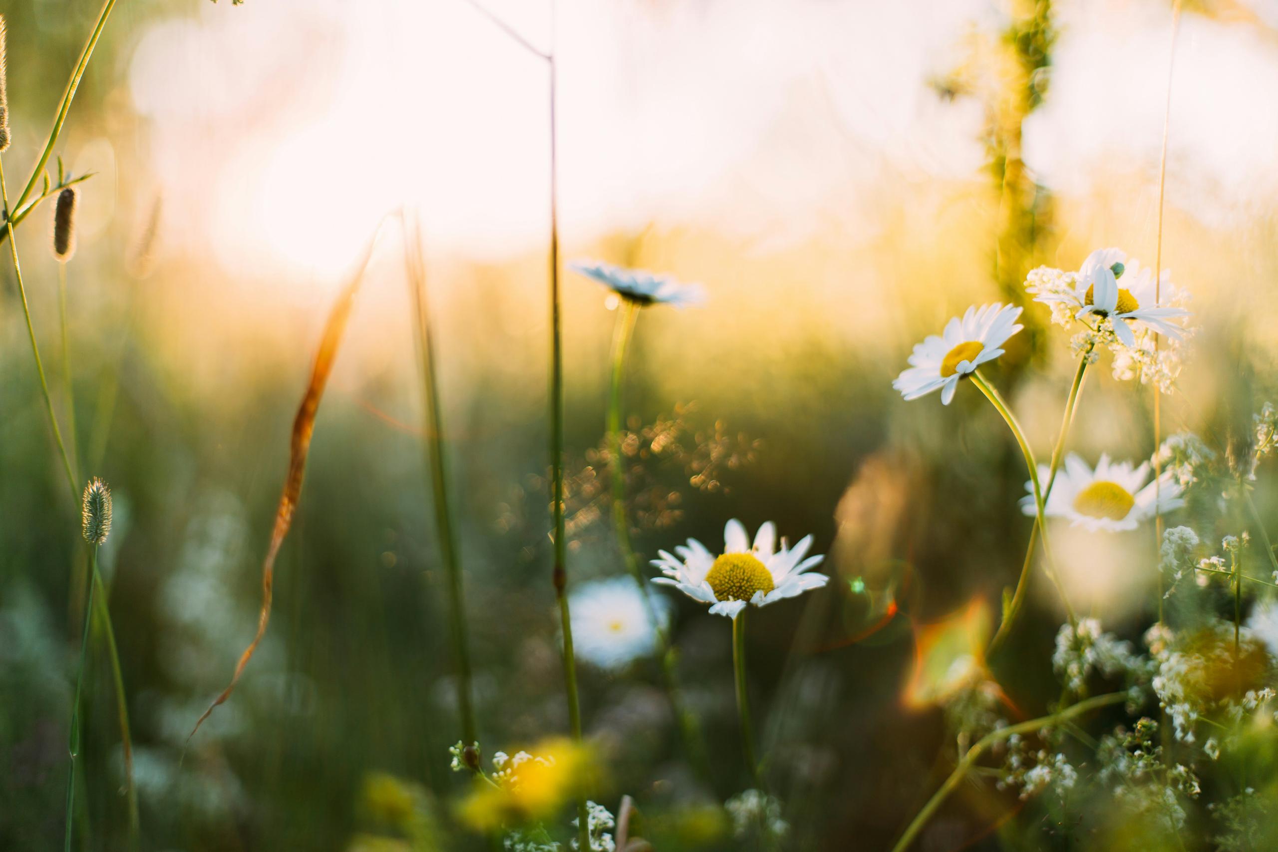 Top Spring Cleaning Tips for Your Car