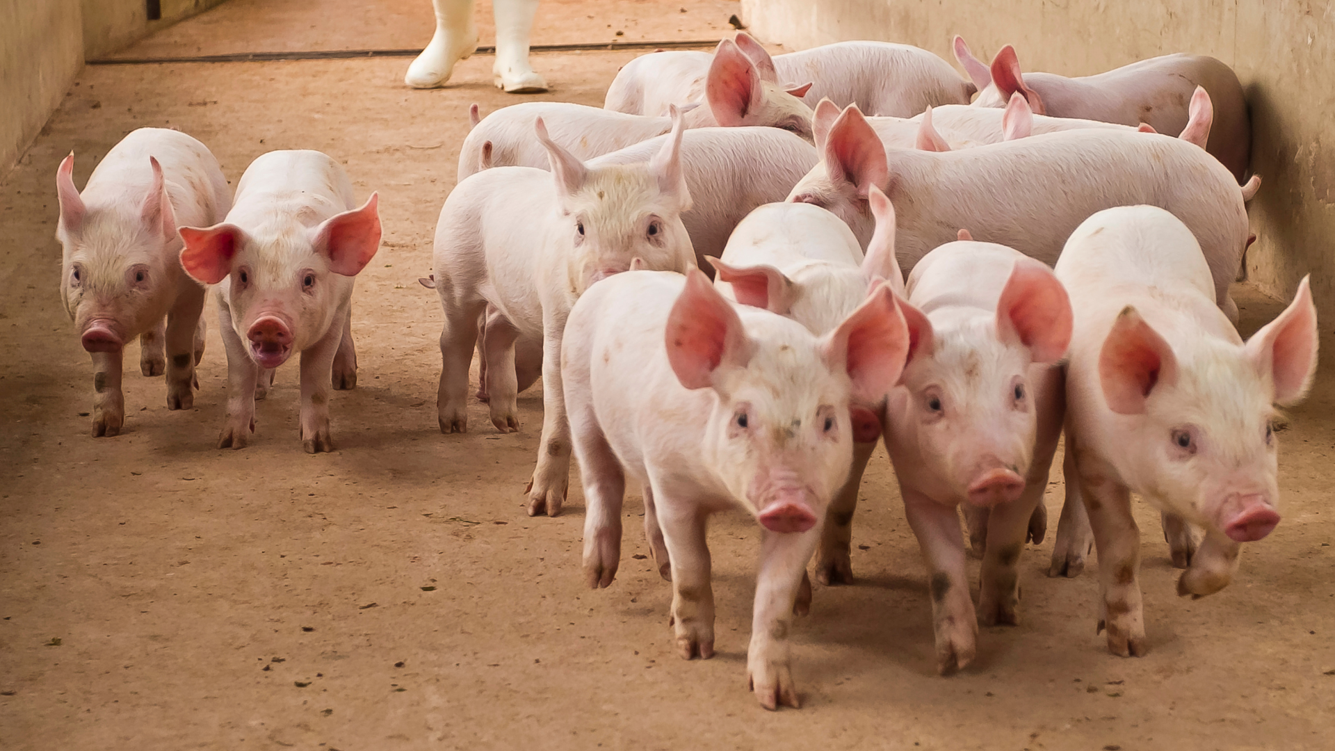 Group of Pigs