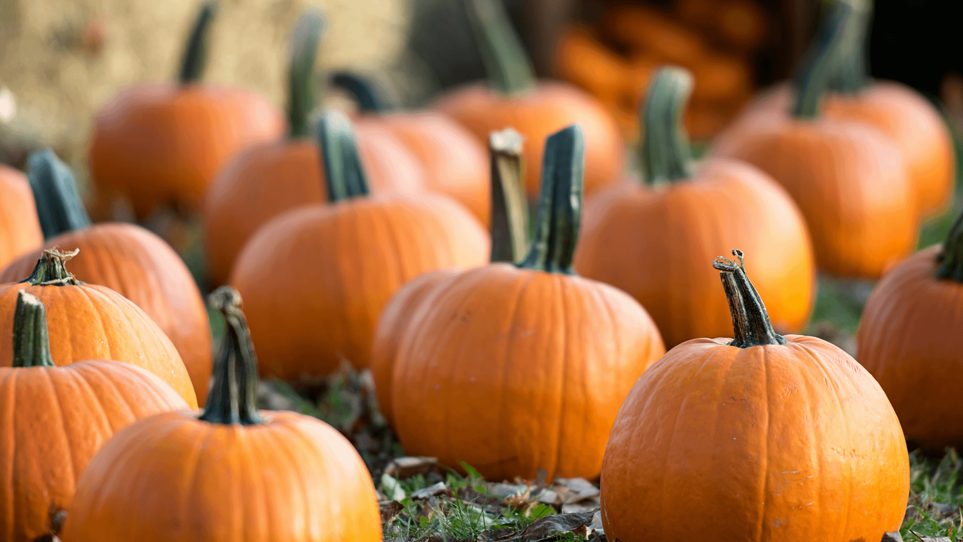 Pumpkins