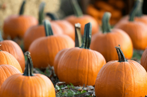 The Best Halloween Activities in Yorkshire and Lincolnshire 2025